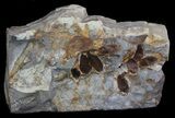 Fossil Nyssidium Seed Pods From Montana - Paleocene #35734-1